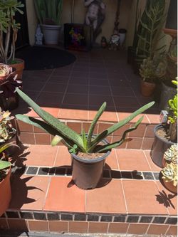 Large Gasteria Succulent
