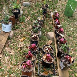 Plants Y Arboles 4 Y 30