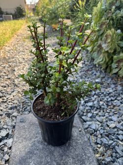 Plant, Succulent, Elephant Bush
