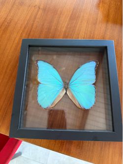 Beautiful Peruvian Morpho Framed Butterfly