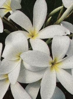 Plumeria Tree (Sierra Madre) - Tropical Flowering Tree