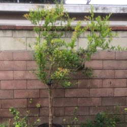 Granado 8” De Alto