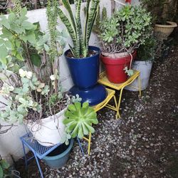 Big Plant Sale Today Open Open 