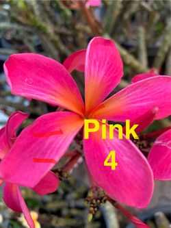 5 Gallon Plumerias - Many Colors- see photos