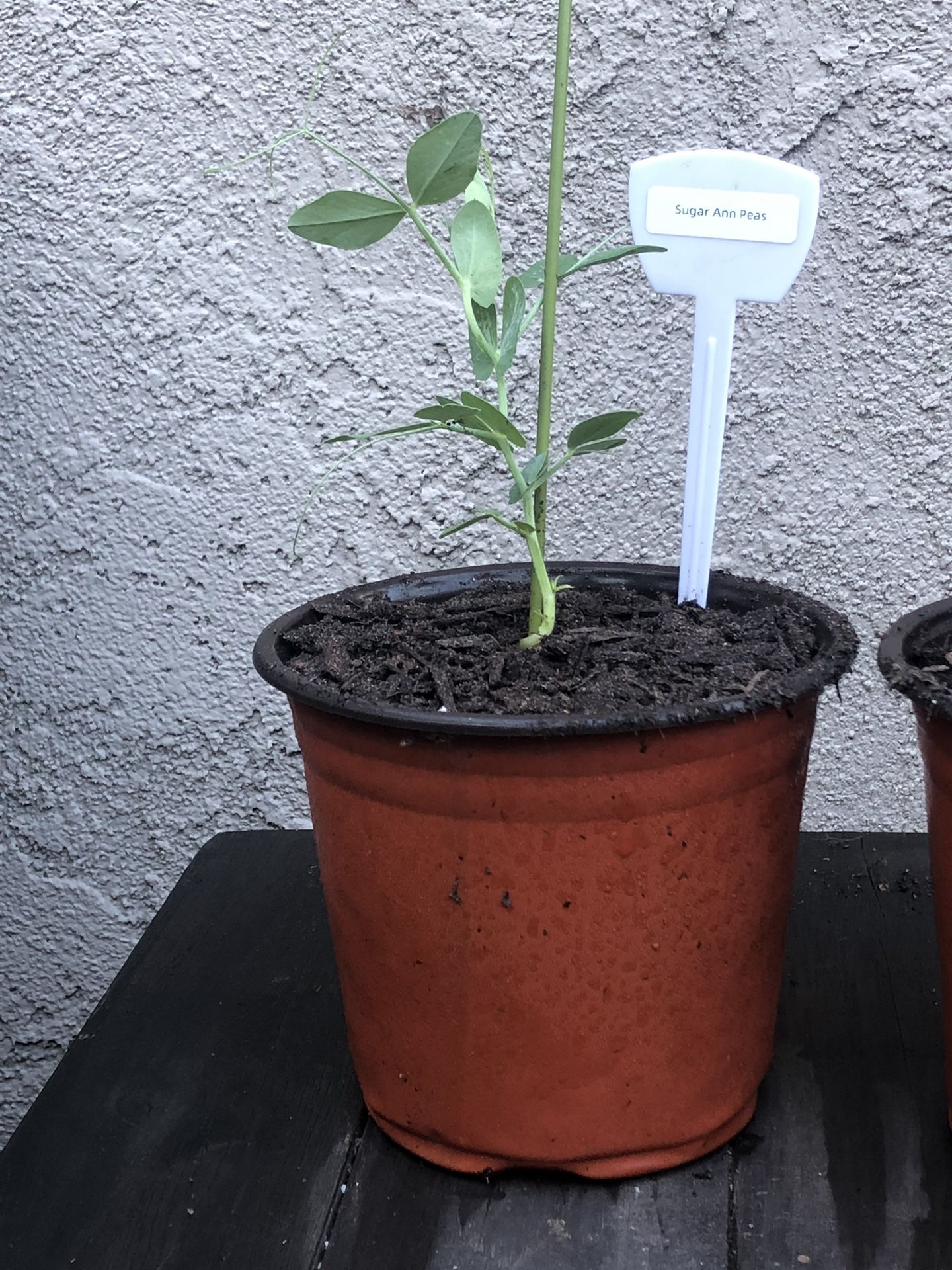 Organic Sugar Ann Pea Plant