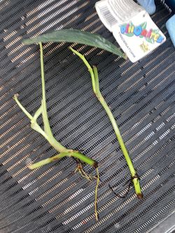 Melano Cuttings