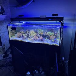 80 Gallon Rimless Aquarium