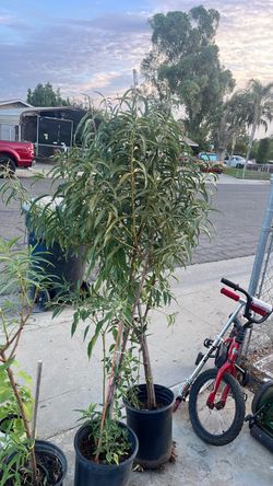 Plants