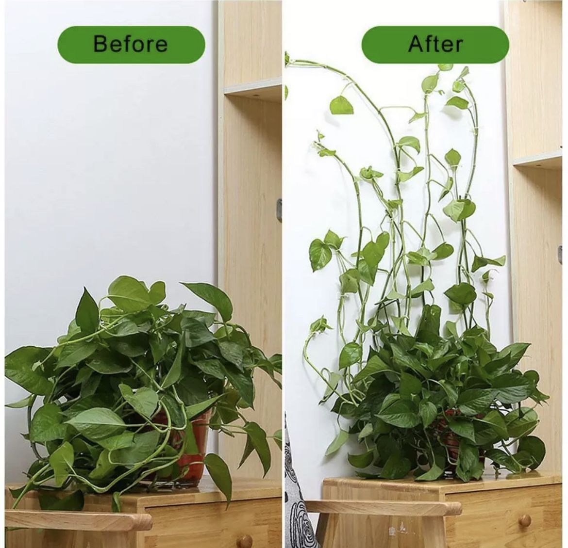 New plant vine climbing invisible clips (10)