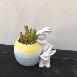 Small Potted Succulent