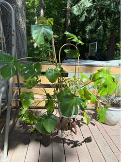 3 Monstera starter plants