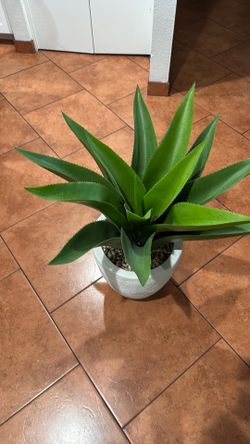 Agave plant
