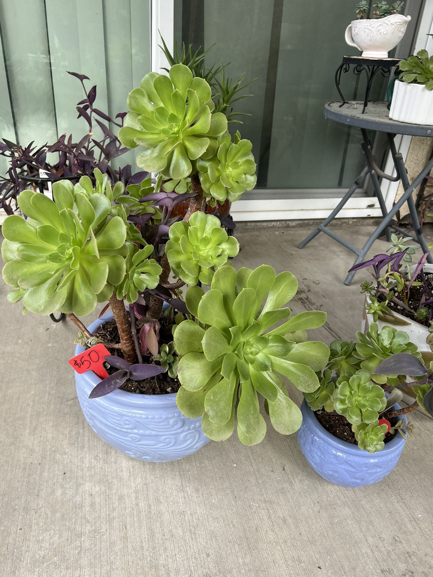 Large Beautiful Succulent Set