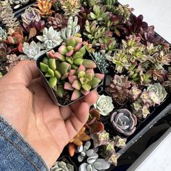 Succulent, Suculenta 