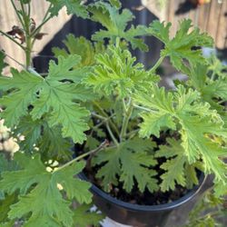Lemon Balm Scented Geranium Plant 