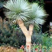 Blue Yucca Rostrata Palm Trees @956@292@8442