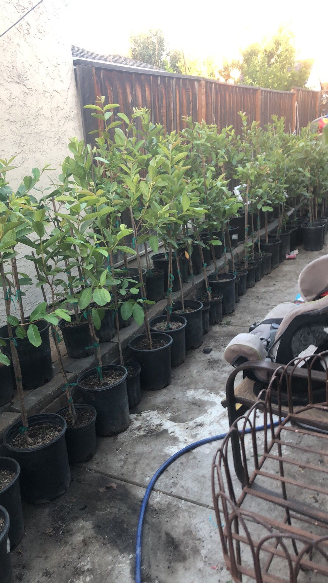 Guayaba Guava Tree
