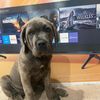 CaneCorsoBreeder