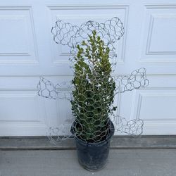 Wire And Plant Yard Designs, Plant Grows Out To Be A Bear. Perfect Gift 💝 