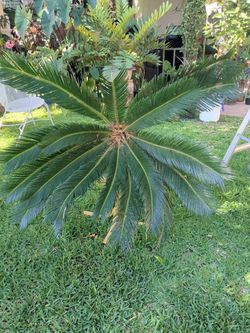 Sago Palm-18 Leaves