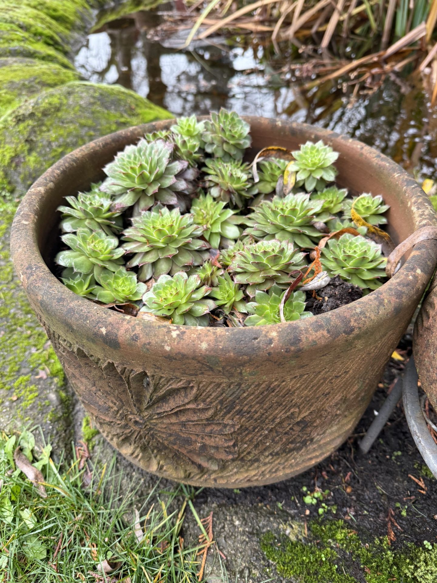 Lots of good quality ceramic and terra cotta planters