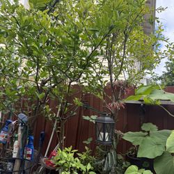 Pomegranate And Lemon Trees