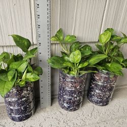 Global Green Pothos Plants 