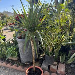 Dracaena Plant