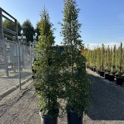 Eugenia Privacy Hedge