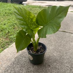 Elephant ear plant
