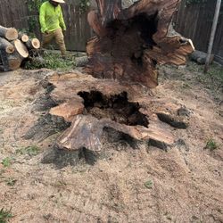stump grinding