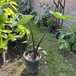 Plants Black Elephant Ear