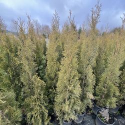 Emerald Green Arborvitae Privacy Trees