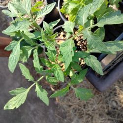 Vegetables And Succulents