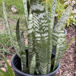 Snake Plant 