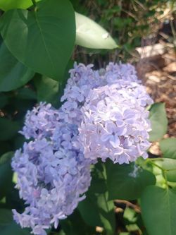 White Lilac 