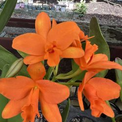 Cattleya Orchid 