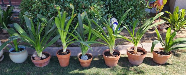 Potted Clivia $10 each