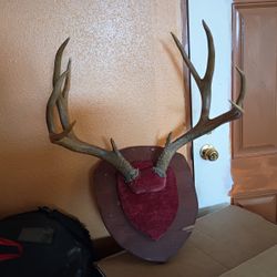 Horns