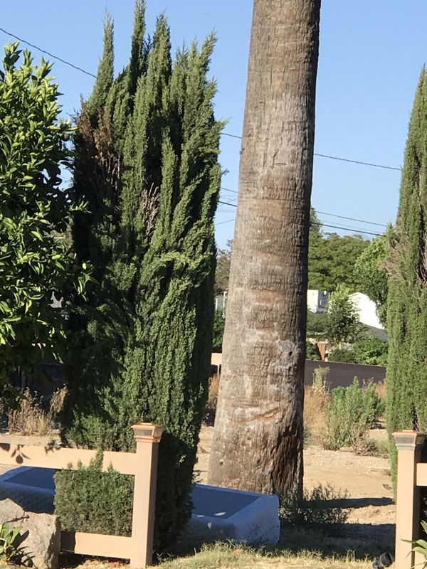 23 Italian Cypress Trees for sale (Buyer needs to dig out) for Sale in