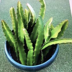 Dragon Fruit Cutting 