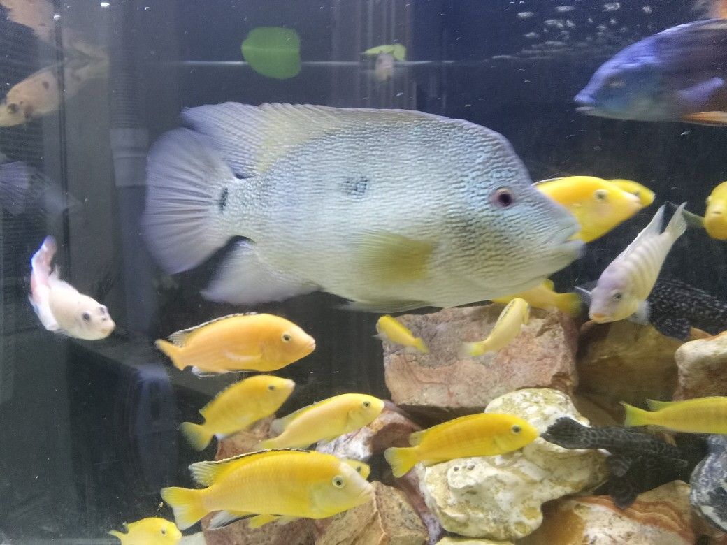 Fish Tank Sale..