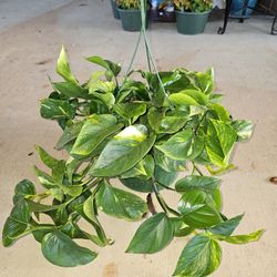 Golden Pothos Beautiful And Healthy HANGING BASKETS PLANTS ARRIVED. $14 each