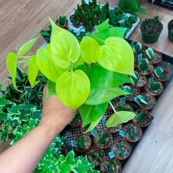 4” Philodendron Lime 