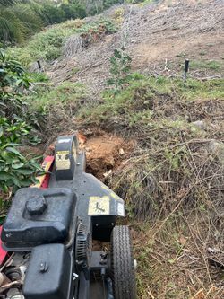 Stump Grinding🌴Palm trimming