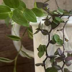White Tradescantia & Callisea Repens Turtle Vine Plants