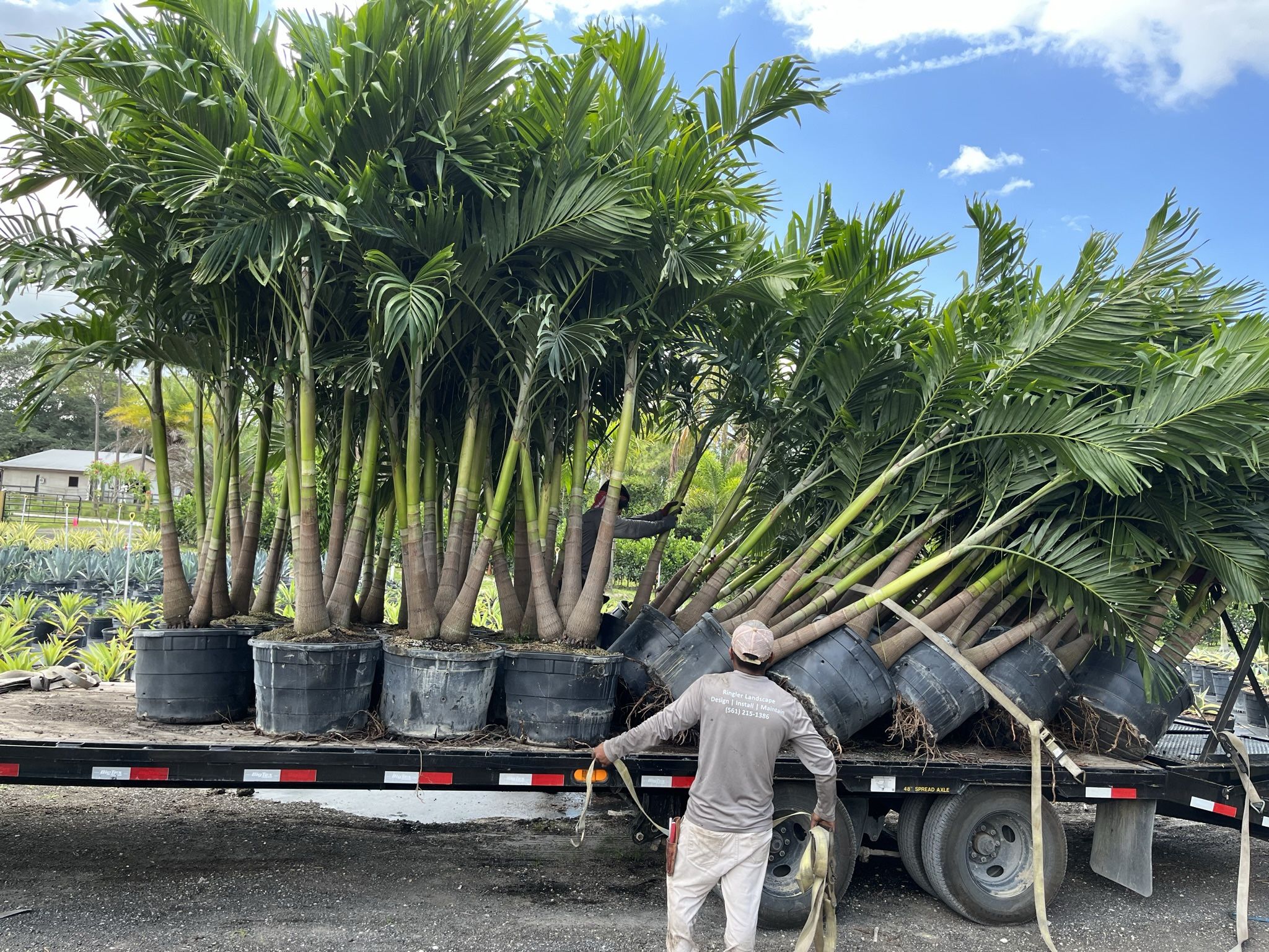 Christmas Palms (Adonidia) , 25 Gallon, Buy 5x Get 1x 25g Foxtail Free