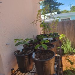 Tamarind Plants - 1 Gal Pot $6