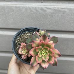 4” Aeonium Kiwi