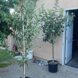 Red And Green Apple Tree